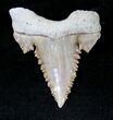 Beautiful Palaeocarcharodon Fossil Shark Tooth - #19791-1